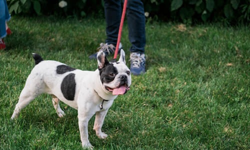 leashed dog in park