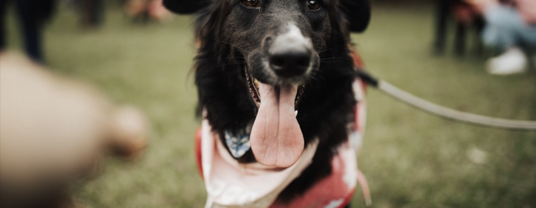 dog friendly activity near me