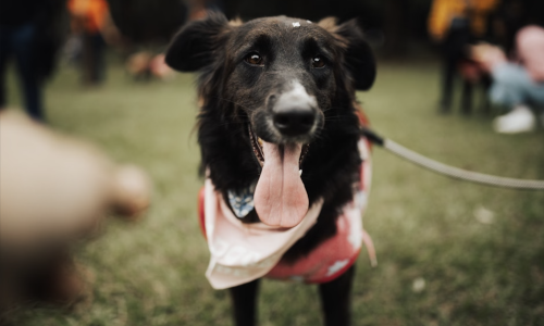 dog friendly activity near me