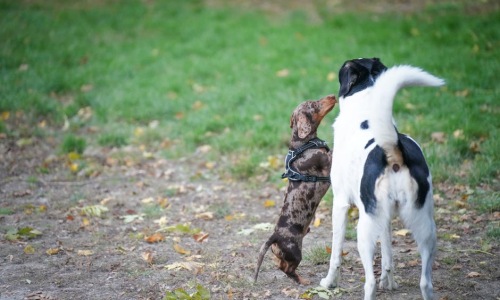 dogs playing in a park in Chicago - Dog-friendly sites near me dogs playing in a park in Chicago - Dog-friendly sites near me