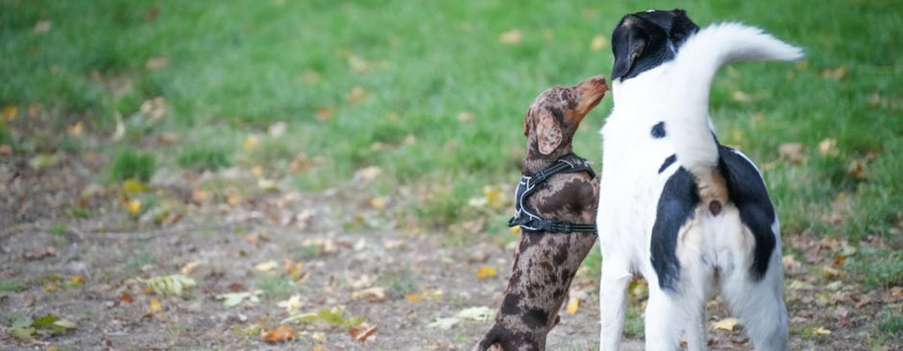 dogs playing in a park in Chicago - Dog-friendly sites near me