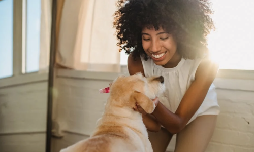 pet friendly apartments garfield ridge chicago - pet friendly apartments in garfield ridge chicago
