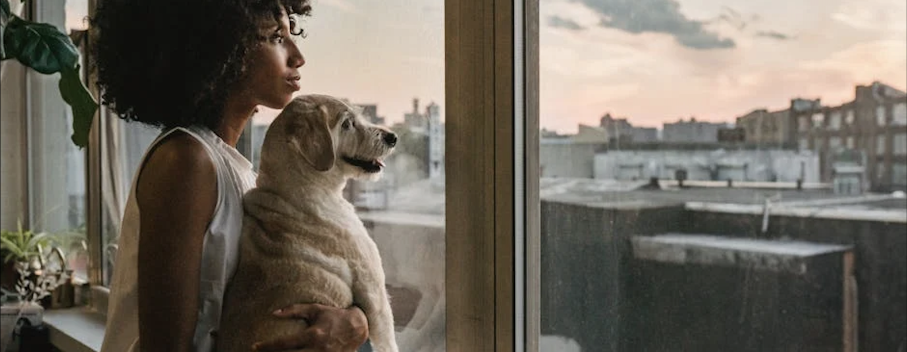 Pet friendly apartments Chicago - Pet Friendly Apartments Chicago