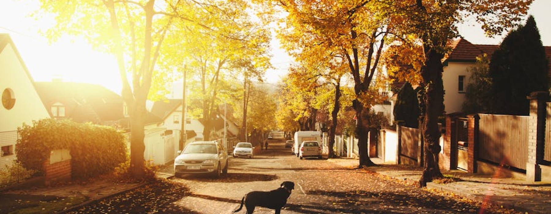 dog friendly neighborhoods chicago