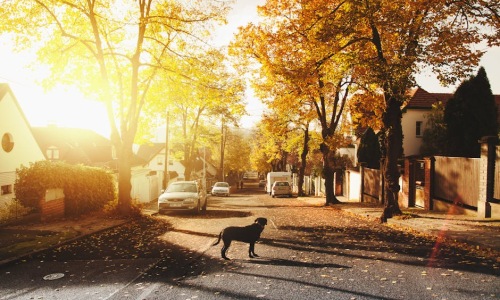 dog friendly neighborhoods chicago