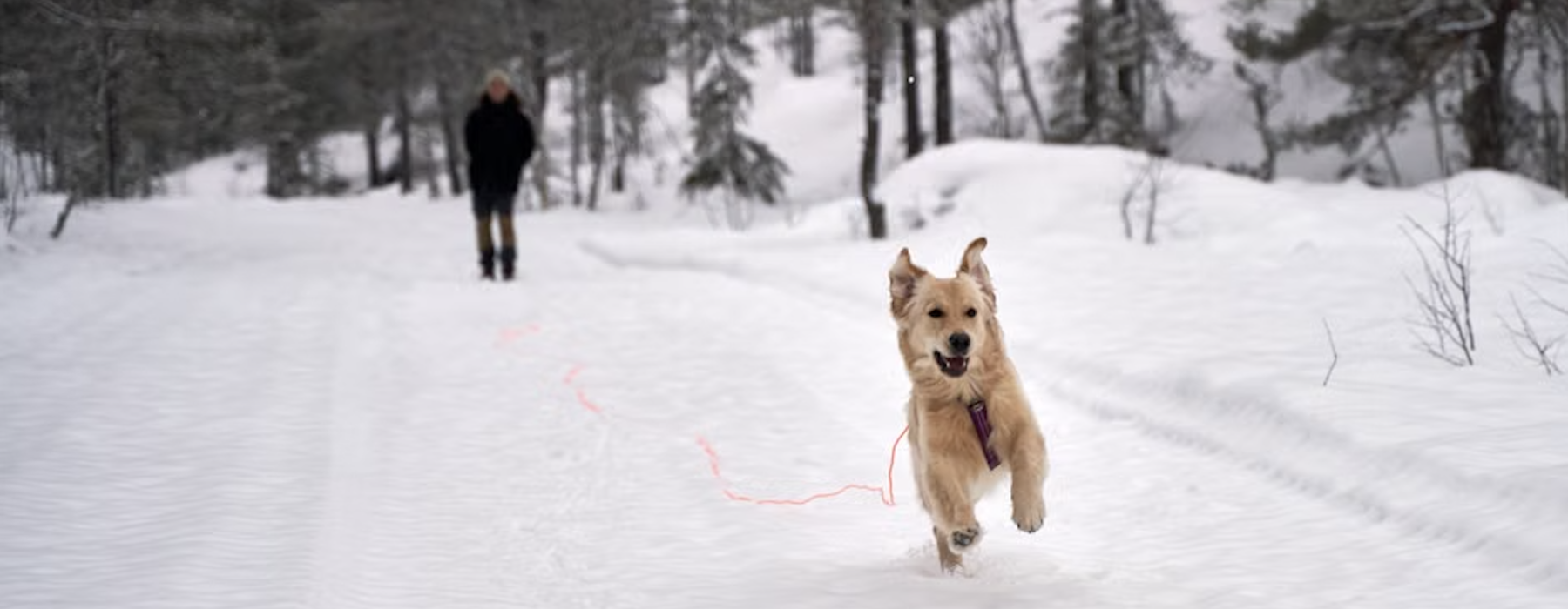 no leash needed locations