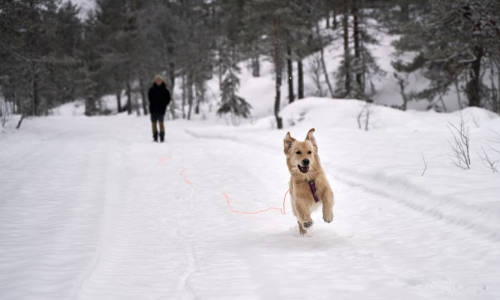 no leash needed locations