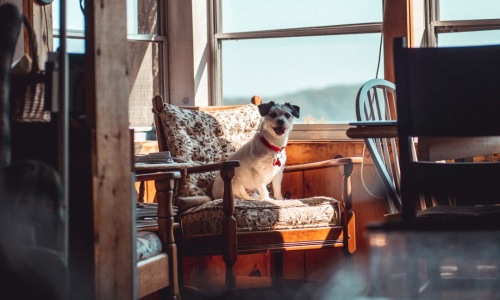 apartments with dog runs chicago - apartments with dog runs chicago