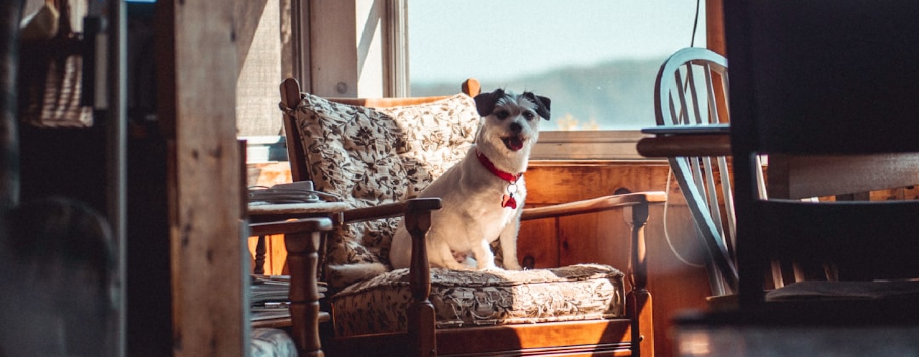 apartments with dog runs chicago - apartments with dog runs chicago