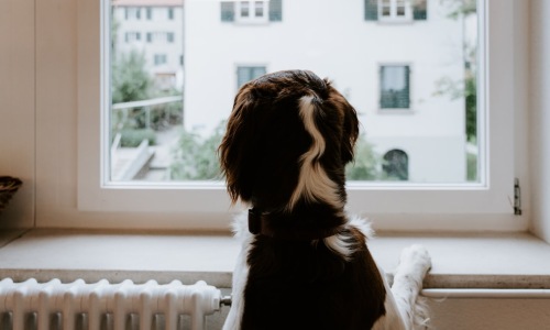 A happy dog looking out an apartment window with the Chicago skyline in the background. - pet friendly apartments chicago