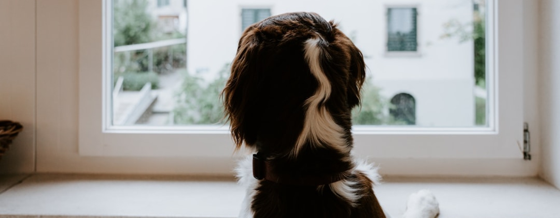 A happy dog looking out an apartment window with the Chicago skyline in the background. - pet friendly apartments chicago