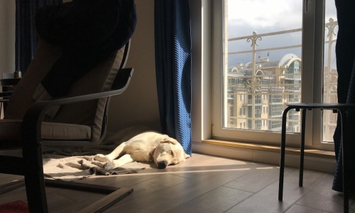 a happy dog relaxing in a stylish, sunlit apartment living room
