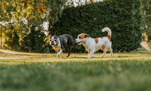 dog park with dogs playing - Best dog parks near me dog park with dogs playing - Best dog parks near me