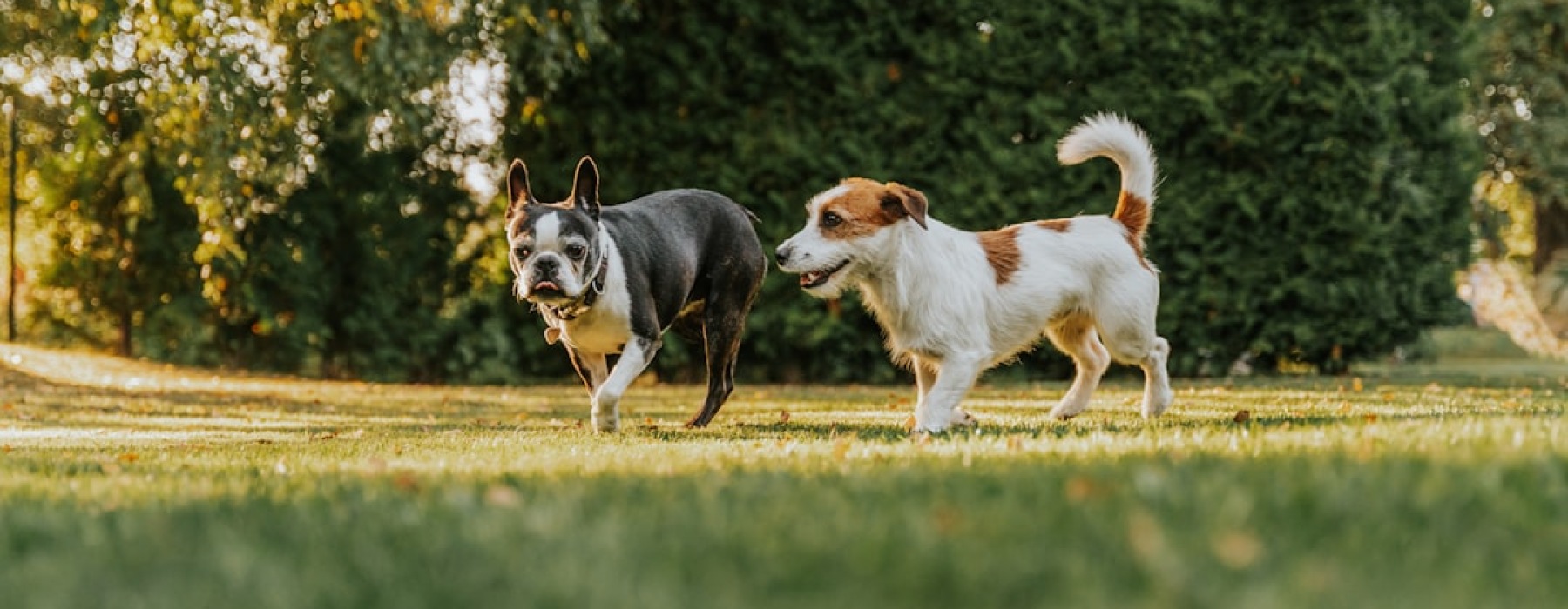 dog park with dogs playing - Best dog parks near me