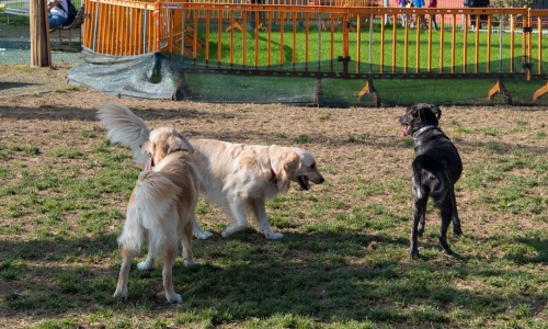 dog parks in river north chicago - dog parks in river north chicago dog parks in river north chicago - dog parks in river north chicago