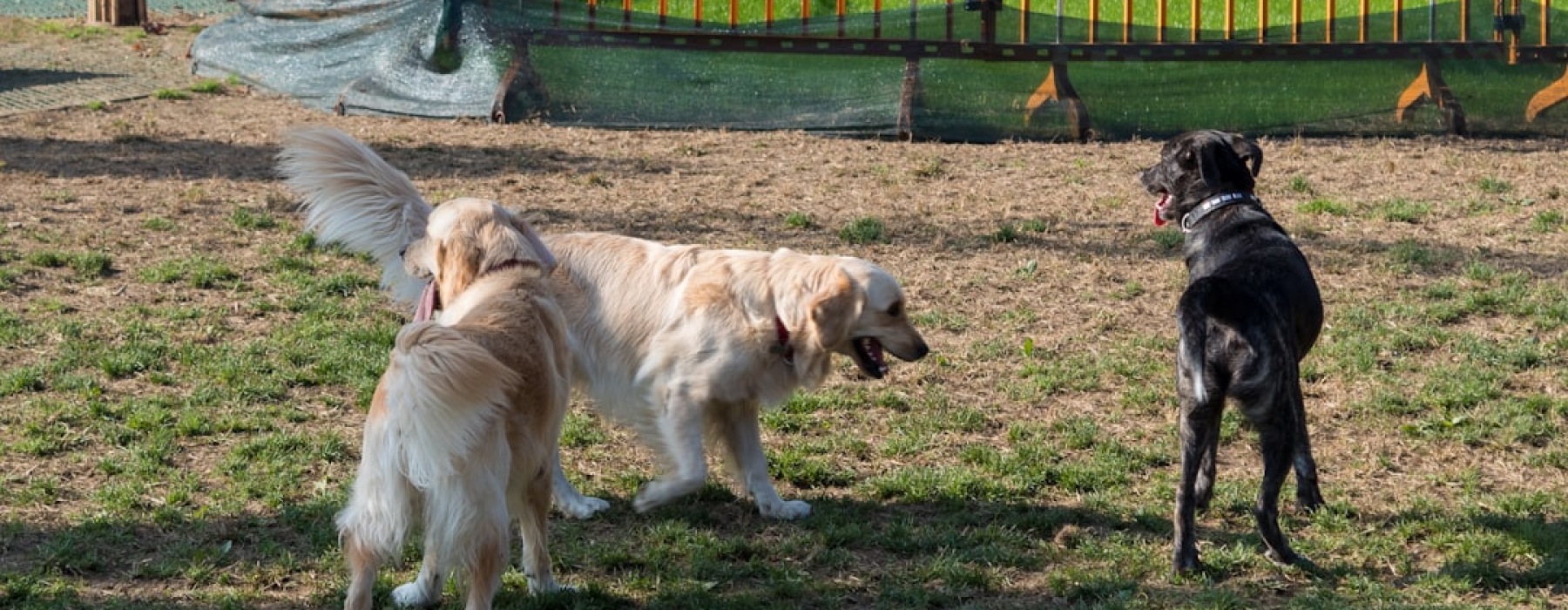 dog parks in river north chicago - dog parks in river north chicago