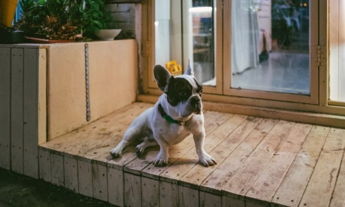 pet friendly places for rent - pet friendly places for rent