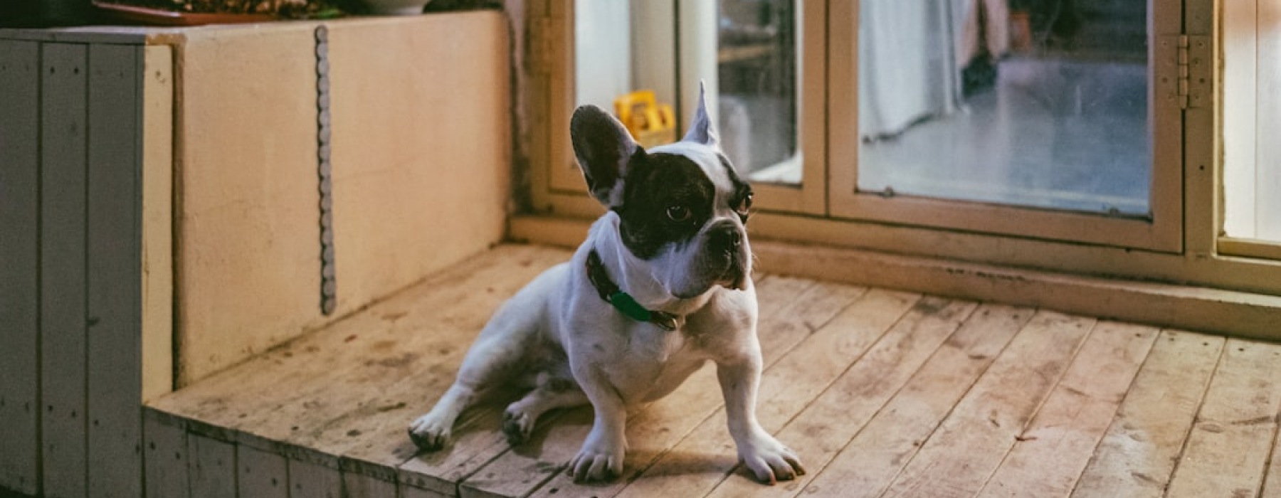 pet friendly places for rent - pet friendly places for rent