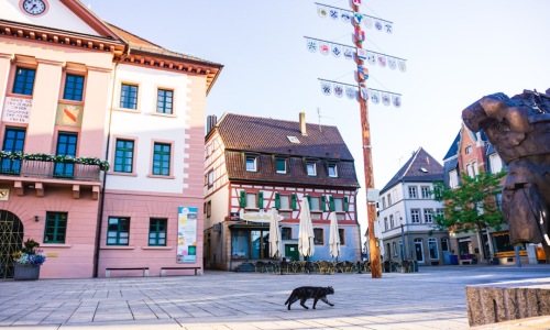Old Town dog friendly leashed dog walking on sidewalk
