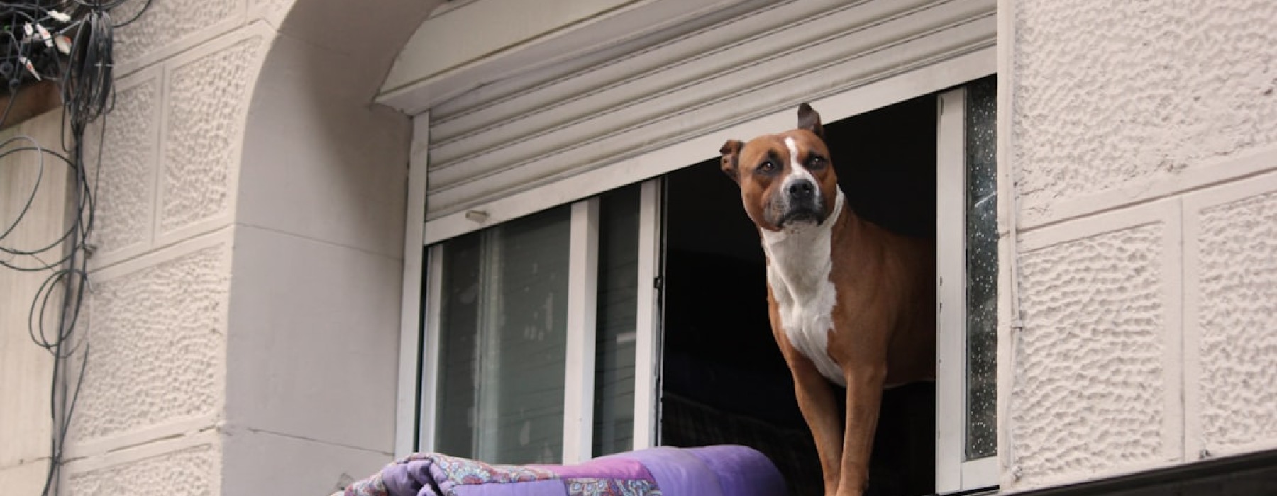 apartments near me that allow pets - apartments near me that allow pets