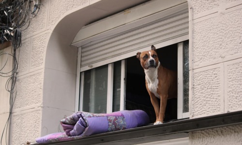 apartments near me that allow pets - apartments near me that allow pets