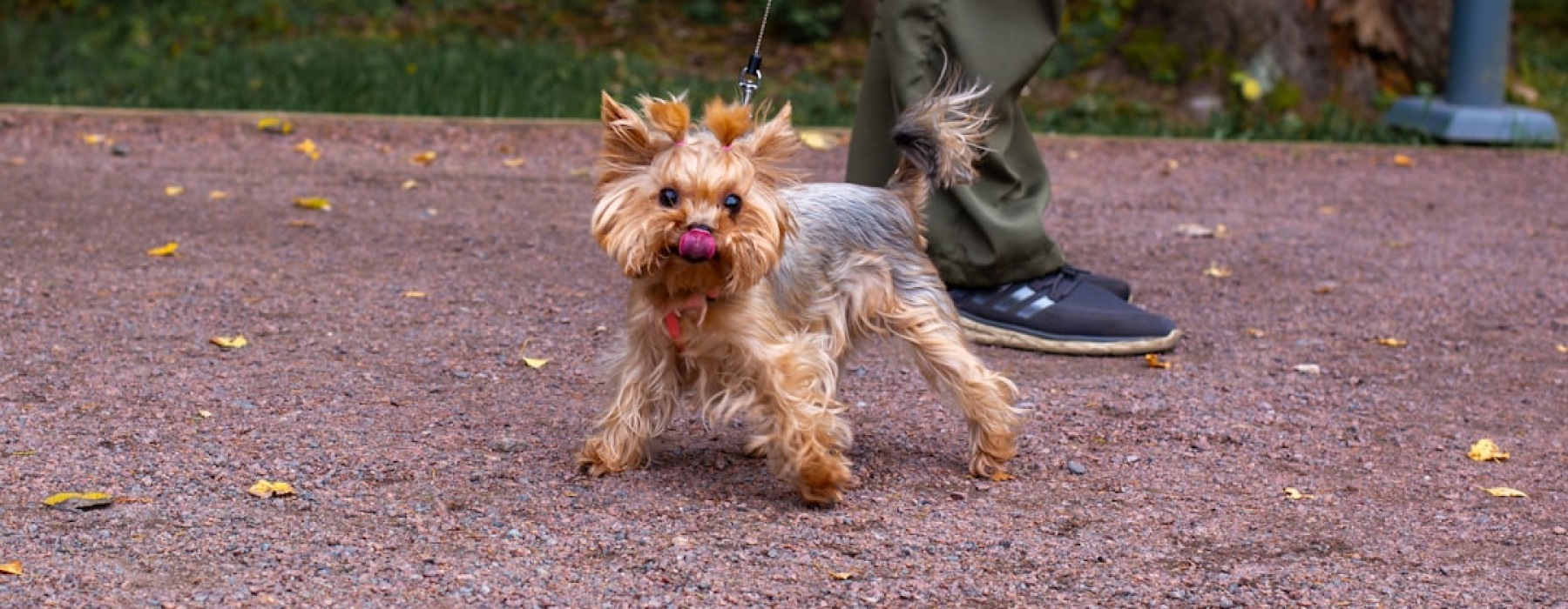 small leash for dogs