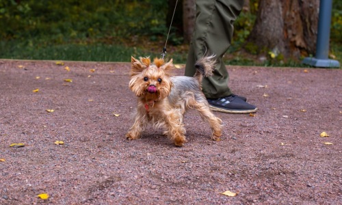 small leash for dogs