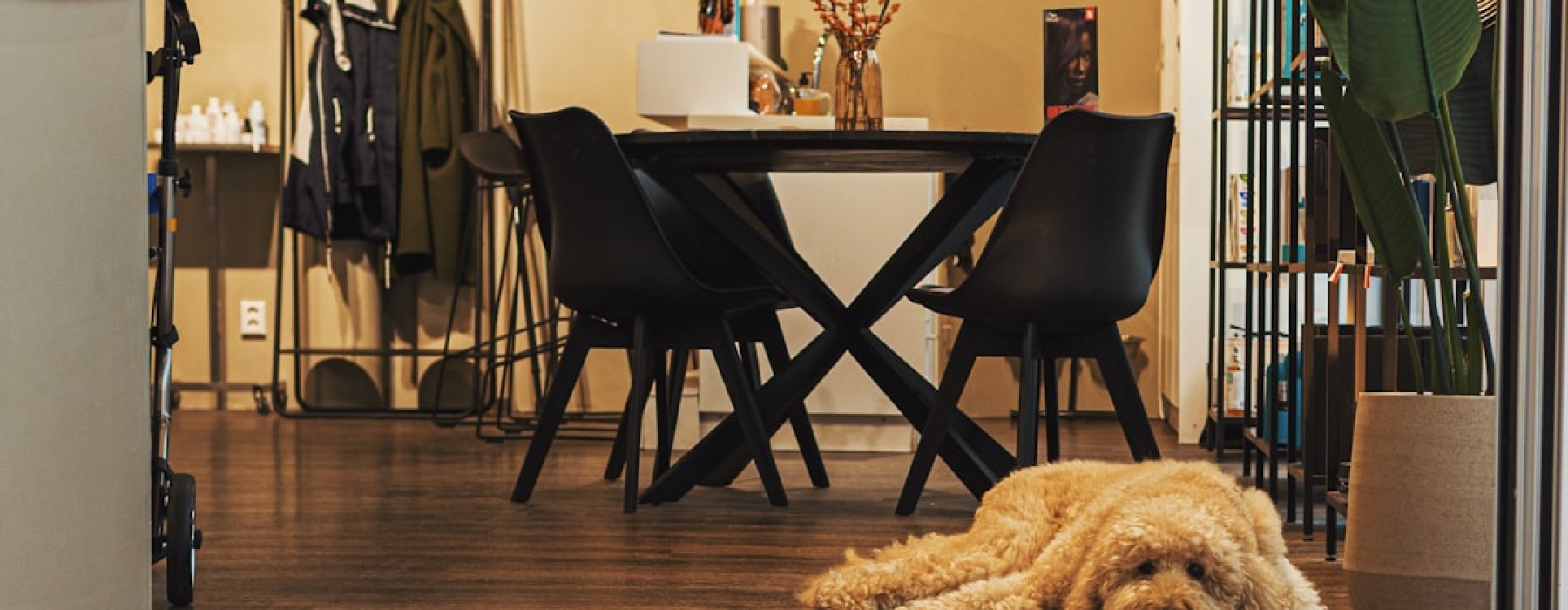 dog friendly air conditioned places near me