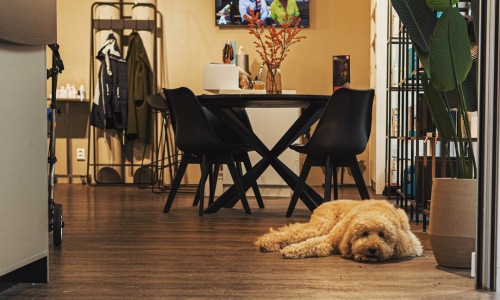 dog friendly air conditioned places near me